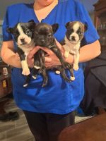 Bospin Puppies for sale in Yakima, WA, USA. price: $400
