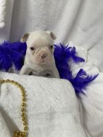 Boston Terrier Puppies for sale in Fredonia, KS 66736, USA. price: $950