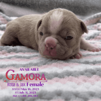 Boston Terrier Puppies for sale in Killdeer, ND 58640, USA. price: NA