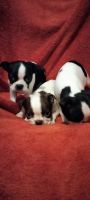 Boston Terrier Puppies for sale in 189 Crook Rd, Fort Valley, GA 31030, USA. price: $500