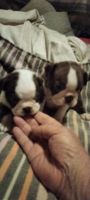 Boston Terrier Puppies for sale in 189 Crook Rd, Fort Valley, GA 31030, USA. price: $600