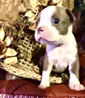 Boston Terrier Puppies for sale in Pontotoc, MS 38863, USA. price: $700