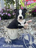 Boston Terrier Puppies for sale in Munfordville, KY 42765, USA. price: NA