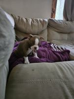 Boston Terrier Puppies for sale in Chattanooga, TN, USA. price: $800