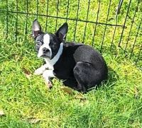 Boston Terrier Puppies for sale in Wood River, NE 68883, USA. price: $400