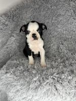 Boston Terrier Puppies for sale in Indianapolis, IN, USA. price: $600