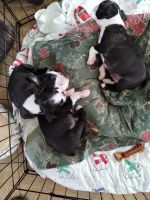 Boston Terrier Puppies for sale in Austin, TX 78728, USA. price: $200