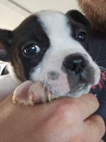 Boston Terrier Puppies for sale in Stephenville, TX 76401, USA. price: $400