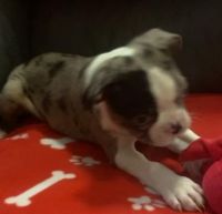 Boston Terrier Puppies for sale in Worcester, Massachusetts. price: $2,500