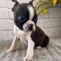 Boston Terrier Puppies for sale in Dallas, Texas. price: $1,100