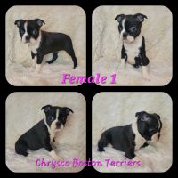 Boston Terrier Puppies for sale in Wilson, NC, USA. price: $1,400