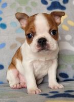 Boston Terrier Puppies for sale in Breaux Bridge, LA 70517, USA. price: $1,800