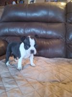 Boston Terrier Puppies for sale in Trempealeau, Wisconsin. price: $700