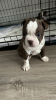 Boston Terrier Puppies for sale in Plantation, Florida. price: $1,000