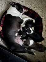 Boston Terrier Puppies for sale in Mulbery Florida, Florida. price: $800