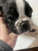 Boston Terrier Puppies for sale in Monticello, Indiana. price: $500