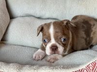 Boston Terrier Puppies for sale in Sardis, Mississippi. price: $1,200