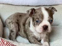 Boston Terrier Puppies for sale in Sardis, Mississippi. price: $1,200