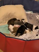 Boston Terrier Puppies for sale in Ft. Worth, Texas. price: $300