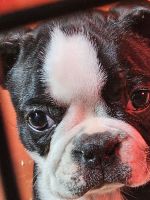 Boston Terrier Puppies for sale in Waterloo, IL 62298, USA. price: $500