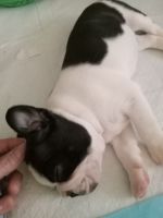 Boston Terrier Puppies for sale in Westminster, Maryland. price: $800