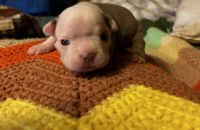 Boston Terrier Puppies for sale in Dryden, Virginia. price: NA