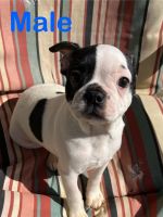 Boston Terrier Puppies for sale in Hattiesburg, MS, USA. price: $600