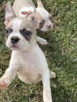Boston Terrier Puppies for sale in Chautauqua, New York. price: $1,400