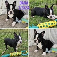 Boston Terrier Puppies for sale in Freehold, New Jersey. price: $1,500