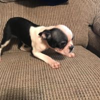 Boston Terrier Puppies for sale in Inverness, Florida. price: $1,000