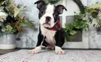 Boston Terrier Puppies for sale in Youngsville, New York. price: $1,159