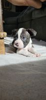 Boston Terrier Puppies for sale in Aptos Hills-Larkin Valley, California. price: $900