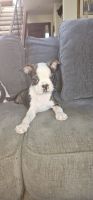 Boston Terrier Puppies for sale in Aptos Hills-Larkin Valley, California. price: $900