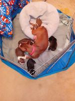 Boston Terrier Puppies for sale in Pahrump, NV 89048, USA. price: $500