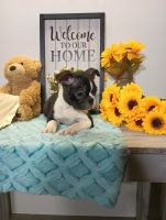 Boston Terrier Puppies for sale in Woodburn, IN 46797, USA. price: $700