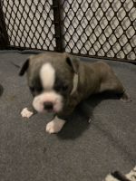 Boston Terrier Puppies for sale in Olalla, Washington. price: $800