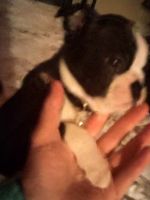 Boston Terrier Puppies for sale in Hale, Michigan. price: $500
