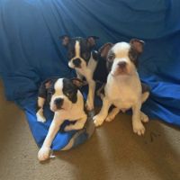 Boston Terrier Puppies for sale in Scott, Louisiana. price: NA