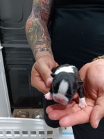 Boston Terrier Puppies for sale in Tampa, Florida. price: $1,900