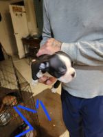 Boston Terrier Puppies for sale in LaBelle, FL 33935, USA. price: $900