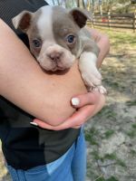 Boston Terrier Puppies for sale in Cave City, KY 42127, USA. price: $850