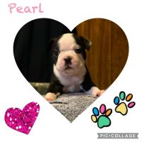 Boston Terrier Puppies for sale in Kingsport, Tennessee. price: $1,900