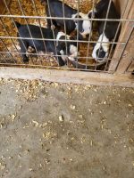 Boston Terrier Puppies for sale in Thomas, Oklahoma. price: $400