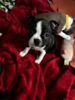 Boston Terrier Puppies for sale in Plainfield, Indiana. price: $1,100