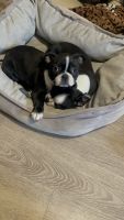Boston Terrier Puppies for sale in Queens, New York. price: $2,000