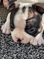 Boston Terrier Puppies for sale in Gaffney, SC, USA. price: $800