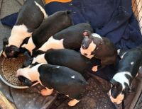 Boston Terrier Puppies for sale in Rochester, New York. price: $300