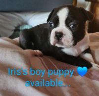 Boston Terrier Puppies for sale in Berrien Springs, MI 49103, USA. price: $800