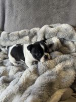 Boston Terrier Puppies for sale in Rockford, Washington. price: $1,400