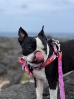 Boston Terrier Puppies for sale in Hauula, Hawaii. price: $2,000